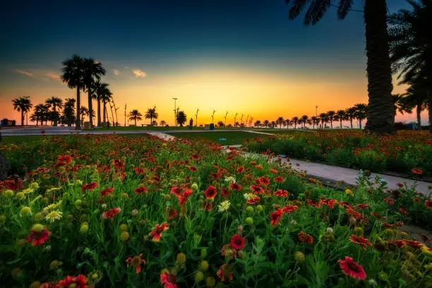Wonderful Morning view in Al khobar park - City : Khobar, Saudi Arabia.