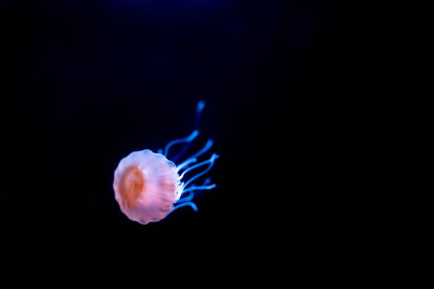 istock Small jellyfish floating in the water 1211103955