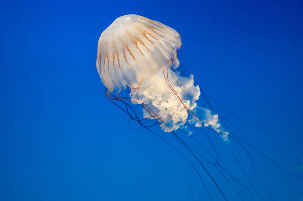 istock Small jellyfish floating in the water 1211103957