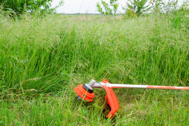 istock Trimer gascosis with leaf for mowing grass and shrubs. 1211105237