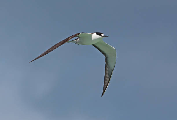 закоптая крачка - sooty tern стоковые фото и изображения