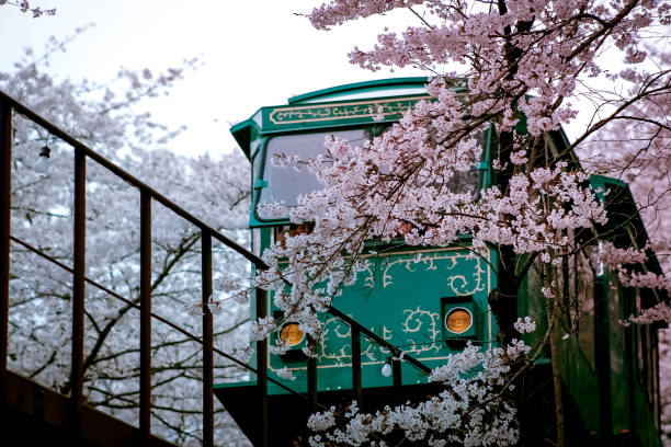 Cherry blossom trip A tourist train taking passengers up hill to the park of Sakurayama in Mito, Japan in early April. mito ibaraki stock pictures, royalty-free photos & images