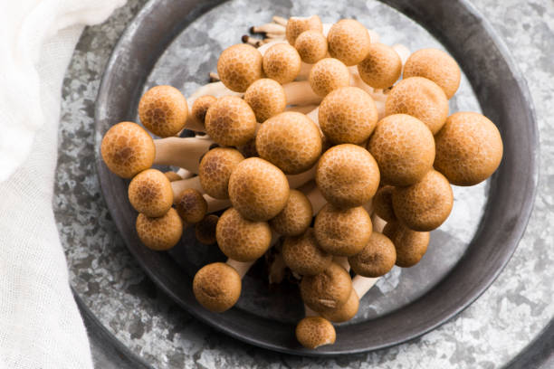 istock Brown beech mushrooms, Shimeji mushroom 1211105964