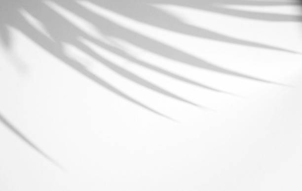 istock Realistic and organic leaves natural shadow overlay effect on white texture background, for overlay on product presentation, backdrop and mockup 1211106032