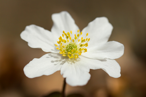 Wood anemone, Anemone nemorosa, white anemone, early-spring, flowering, plant, buttercup, Ranunculaceae, Europe, windflower, thimbleweed, smell fox, musky smell, herbaceous, perennial, rhizomatous, rhizomes, poisonous, toxic, shady, woods, Eudicots, Ranunculales, Ranunculaceae