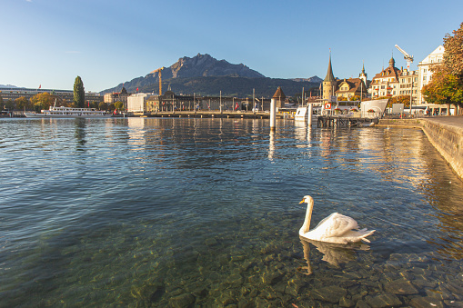 Lucerne,Switzerland - October 1, 2019 - White swan on clear Luzern lake in front of Seebruck bridge and historical building and mount pilatus background. Lucerne is the most travel destination in Switzerland.