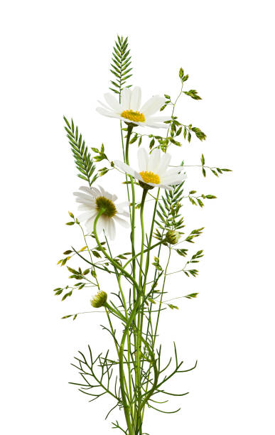 bouquet of daisy flowers and grass - chamomile chamomile plant flower herb imagens e fotografias de stock
