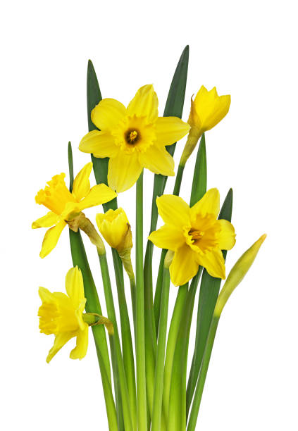 istock Narcissus flower, bud and leaves in a spring bouquet 1211109235