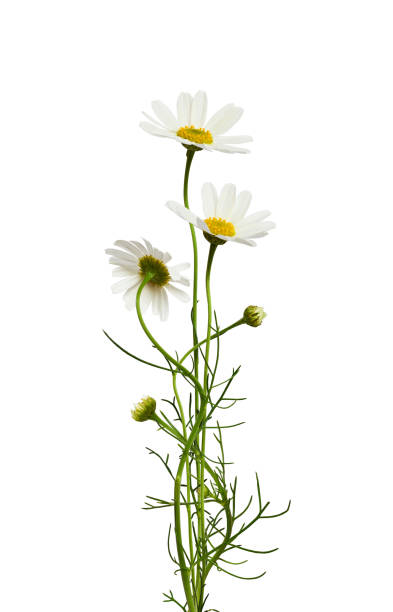 istock Bouquet of daisy flowers and buds 1211109236