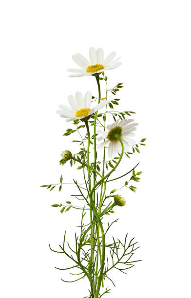 istock Bouquet of daisy flowers and grass 1211109244