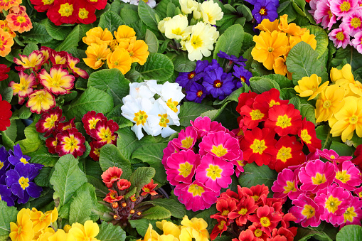 many colored primroses in a Dutch nursery