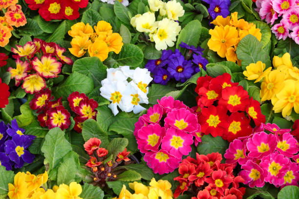 colored primroses in a Dutch nursery many colored primroses in a Dutch nursery primula stock pictures, royalty-free photos & images