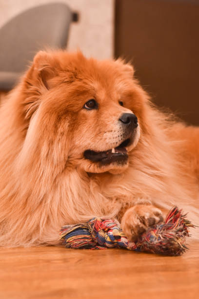 istock Beautiful dog chow chow play with a toy rope 1211110404
