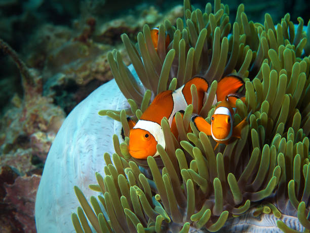 Three clownfish watch the underwaterphotographer from their blue-green anemone. Photo was taken in Raja Ampat, Indonesia The underwaterpic shows three anemonefish (Amphiprion ocellaris, clownfish, anemonefish) defending their house, the anemone in which they live. Photo was taken during a dive in Raja Ampat, divesite Rempatan, West Papua, Indonesia. | The underwater image shows three anemone fish (Amphiprion ocellaris, Clownfish) defending their house, the anemone in which they live. The photo was taken during a dive in Raja Ampat, West Papua, Indonesia at the Rempatan dive site. marine reserve photos stock pictures, royalty-free photos & images