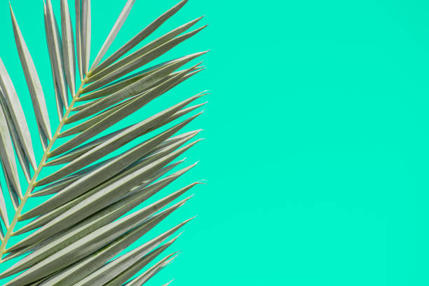 istock Green palm tree leaves on a sunny day against blue sky. Wallpaper template 1211112724