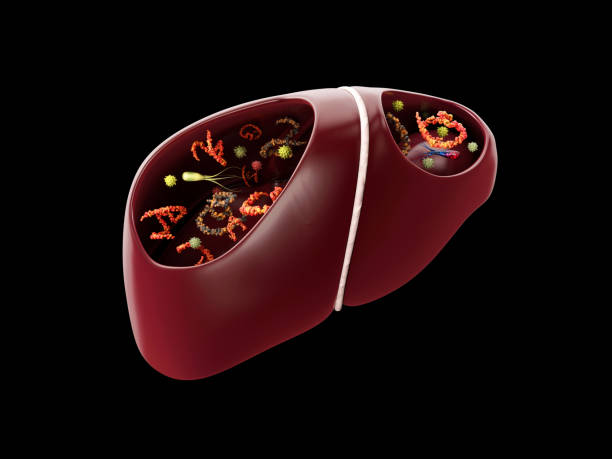 istock 3d Rendering of Liver Infection with bacterias and viruses 1211112758