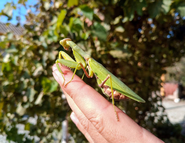 istock female mantis, a predatory mantis insect on a human hand. 1211112813