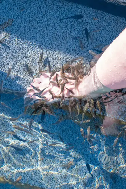 Photo of Female caucasian leg and feet in the water in thermal Lake Vouliagmeni in Athens, Greece with rufa garra fish making pedicure