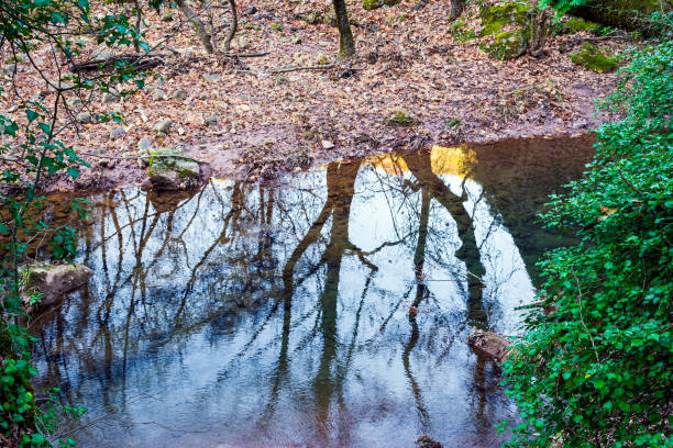 istock Forest river in winter with trees, leaves and reflection in the water 1211113893