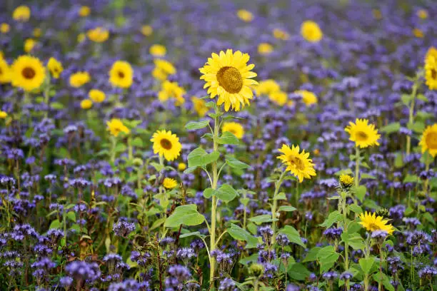 A sunflower field with phacelia plants in autumn in the Salzkammergut - The sunflower is an annual cultivated plant that is rooted up to 2 meters deep. Phacelia is very suitable for fertilization."r