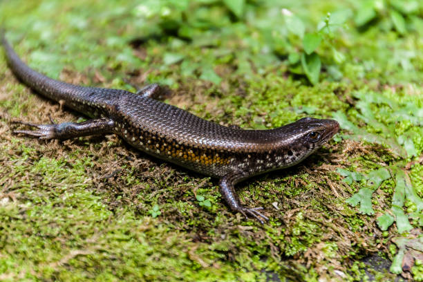 istock A Balinese or sun skink, Eutropis multifasciata balinensis 1211114219