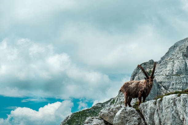 istock Capricorns in the Julian alps 1211114988