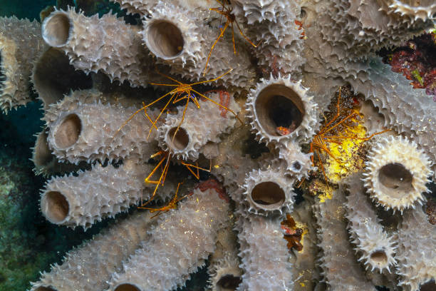 Camel Shrimp (Rhynchocinetes Durbanensis) Posing on Reef. Padangbai, Bali, Indonesia