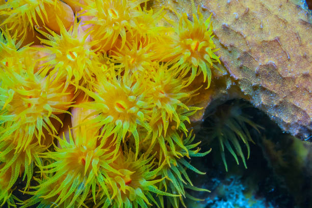 istock Caribbean coral garden 1211116192