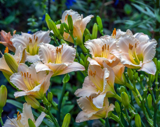 istock Daylily in garden in summer 1211116260