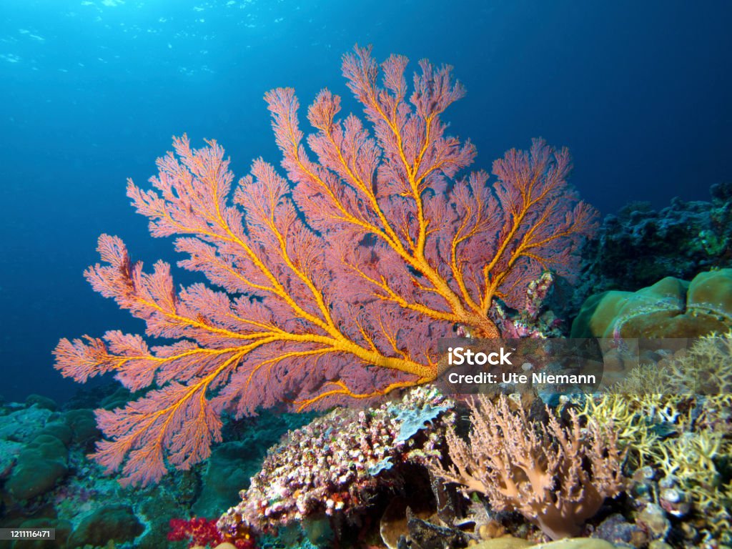 Der Unterwasserblitz taucht diese Gorgonia in ein brillantes Licht. Tauchen in Palau, Mikronesien - Lizenzfrei Artenschutz Stock-Foto