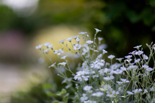 istock Flowers blooming in the alley 1211117353
