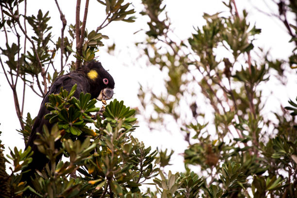 istock The yellow-tailed black cockatoo (Calyptorhynchus funereus) 1211119696