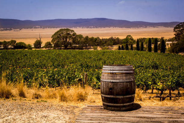 Wine barrels in wine cellar