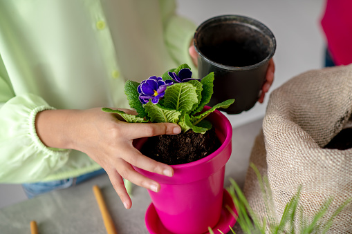 Beautiful violet. Hands of a girl in a light green blouse carefully planting a room violet in a dark pink pot.