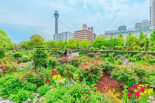 Yokohama, Japan - April 21, 2017: flower gardens in springtime at Yamashita Park, first seaside park in Japan in front of Yokohama Port with Yokohama Landmark Tower Observatory on background.
