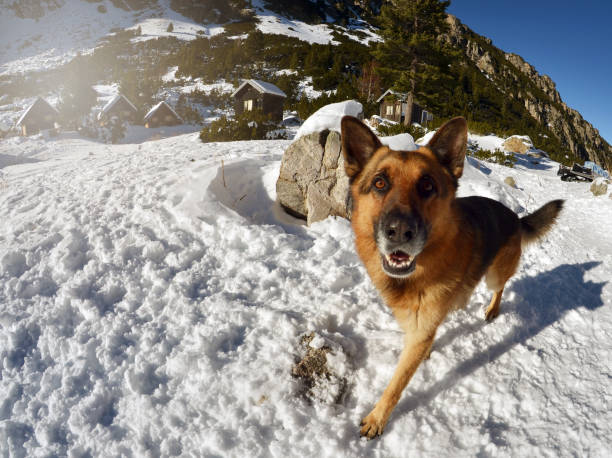 Cute dog playing in the snow