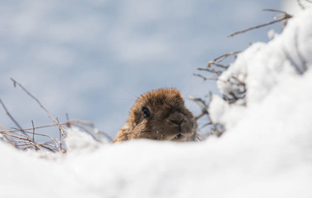 겨울에 눈 속에서 마모트,그라운드호그 데이 - groundhog day 뉴스 사진 이미지