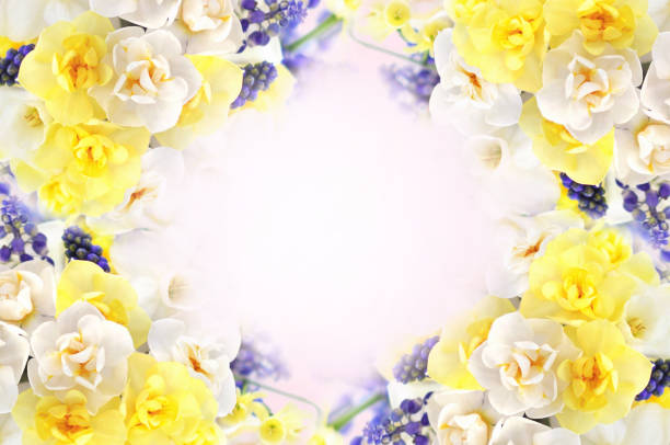 istock Spring blossoming yellow and white daffodils posy, springtime blooming flowers 1211123377