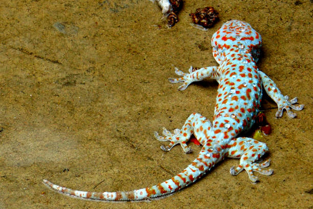 istock gecko sunbathing after the rain 1211123666