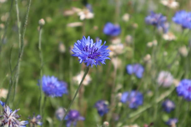 istock 4/27/2018 Beautiful Purple Flowers 1211123688
