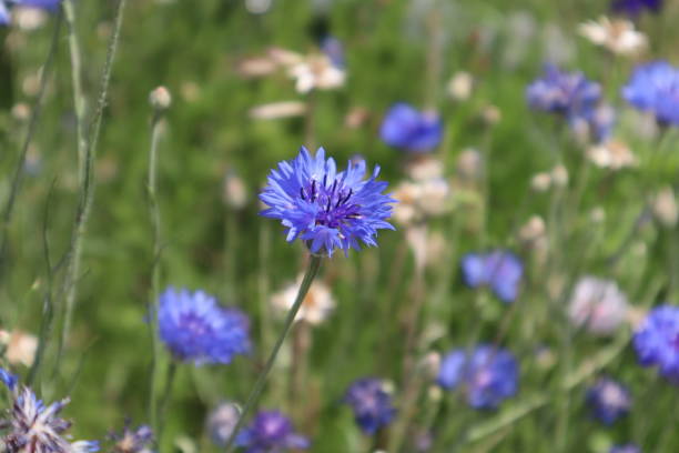 istock 4/27/2018 Beautiful Purple Flowers 1211123689