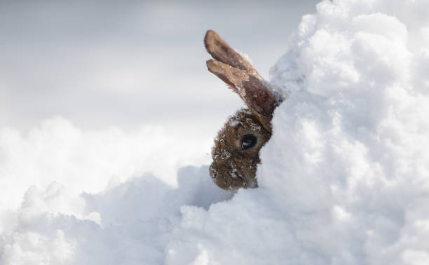 istock easter portrait eared brown hare in the snow 1211124694