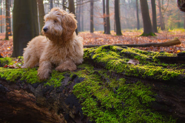 istock Goldendoodle dog puppy on a tree stump with green moss 1211128039