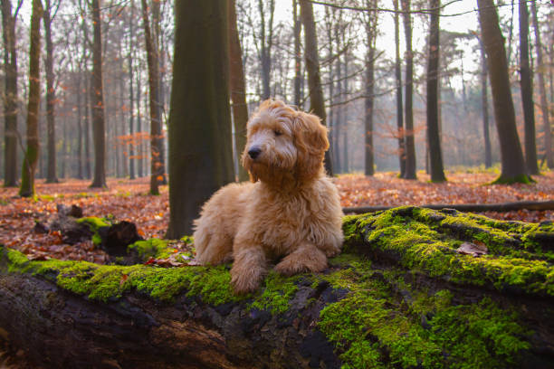 Goldendoodle dog puppy on a tree stump with green moss