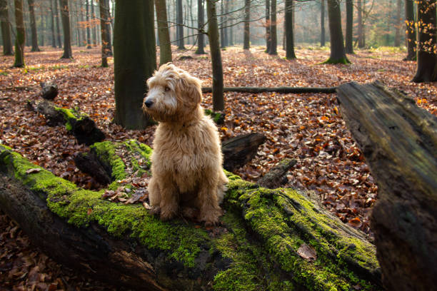 istock Goldendoodle dog puppy on a tree stump with green moss 1211128052