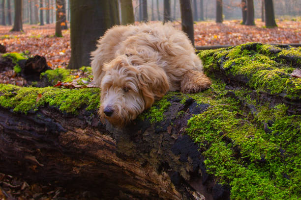 istock Goldendoodle dog puppy on a tree stump with green moss 1211128057