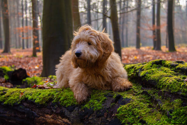 istock Goldendoodle dog puppy on a tree stump with green moss 1211128063