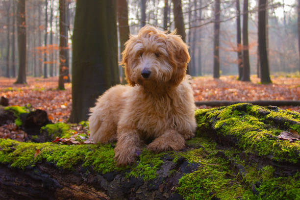 istock Goldendoodle dog puppy on a tree stump with green moss 1211128065