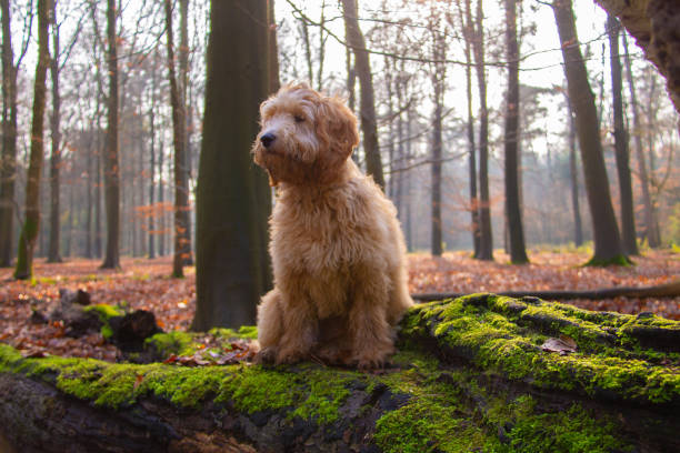 istock Goldendoodle dog puppy on a tree stump with green moss 1211128084