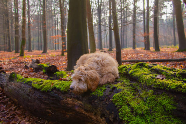 istock Goldendoodle dog puppy on a tree stump with green moss 1211128087